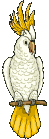 pérroquet blanc